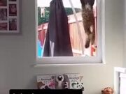 Cat Burglar Trying To Sneak In