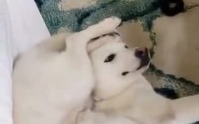 If Dogs Knew Yoga - Animals - VIDEOTIME.COM