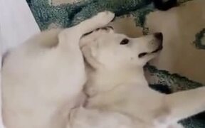 If Dogs Knew Yoga - Animals - VIDEOTIME.COM