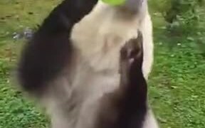 A Bear That Loves Carbonated Drinks - Animals - VIDEOTIME.COM
