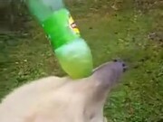 A Bear That Loves Carbonated Drinks