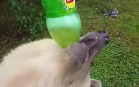 A Bear That Loves Carbonated Drinks