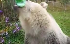 A Bear That Loves Carbonated Drinks - Animals - VIDEOTIME.COM