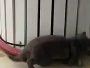 Foolish Cat Running Round And Round
