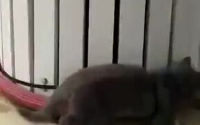 Foolish Cat Running Round And Round - Animals - VIDEOTIME.COM