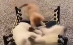 Kittens Fighting Inside A Ring - Animals - VIDEOTIME.COM