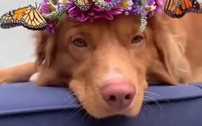 Dog Wearing A Tiara With Real Butterflies - Animals - VIDEOTIME.COM
