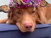 Dog Wearing A Tiara With Real Butterflies