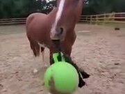 A Horse Taught To Use A Weapon