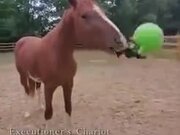 A Horse Taught To Use A Weapon