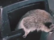 Raccoon Answering Knock On The Door