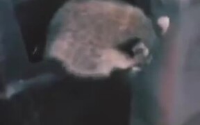 Raccoon Answering Knock On The Door - Animals - VIDEOTIME.COM