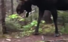 A Giant Scary Moose Walking In Forest