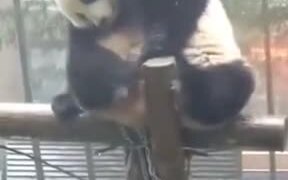 Pandas Are Boring - Animals - VIDEOTIME.COM