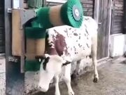 Cow Enjoying A Good Scratch