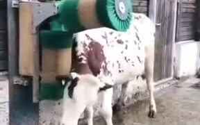 Cow Enjoying A Good Scratch - Animals - VIDEOTIME.COM