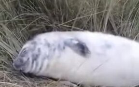 White Baby Seal Napping On Land - Animals - Videotime.com