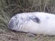 White Baby Seal Napping On Land