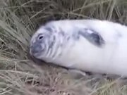 White Baby Seal Napping On Land