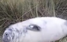 White Baby Seal Napping On Land - Animals - VIDEOTIME.COM