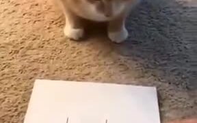 Kitty Playing Tic Tac Toe