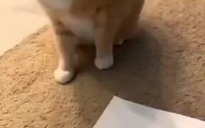 Kitty Playing Tic Tac Toe - Animals - VIDEOTIME.COM