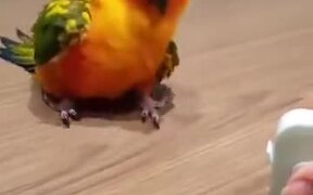A Parrot Expressing Surprise - Animals - VIDEOTIME.COM