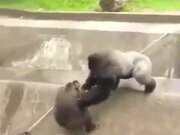 Silverback Gorilla Ruling Others