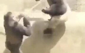 Silverback Gorilla Ruling Others - Animals - VIDEOTIME.COM