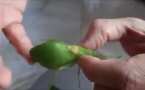 A Unique Leaf Bug - Animals - VIDEOTIME.COM