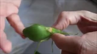 A Unique Leaf Bug