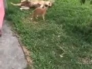 Kitten Attacking Dog