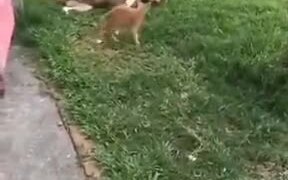 Kitten Attacking Dog - Animals - VIDEOTIME.COM