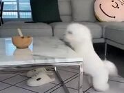 A Gymnastic Dog