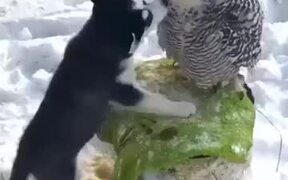 A Love Between Dog And Owl - Animals - VIDEOTIME.COM