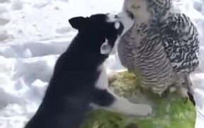 A Love Between Dog And Owl - Animals - VIDEOTIME.COM