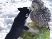 A Love Between Dog And Owl