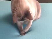 Cat Experiencing Memory Foam Magic