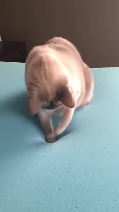 Cat Experiencing Memory Foam Magic