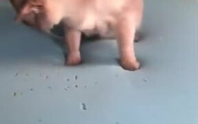 Cat Experiencing Memory Foam Magic - Animals - VIDEOTIME.COM