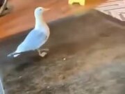 Bird Stealing From A Shop