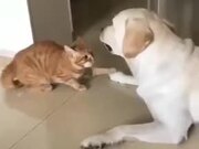 Irritating House Cat Vs Dog