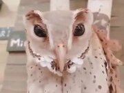 An Owl You Have Never Seen Before