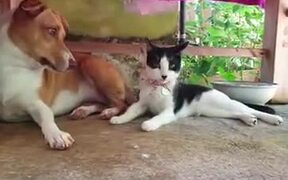 When A Dog Is Playing It Rough With Kitty - Animals - VIDEOTIME.COM