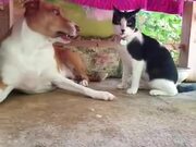 When A Dog Is Playing It Rough With Kitty