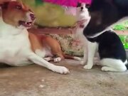 When A Dog Is Playing It Rough With Kitty