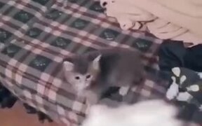 When This Kitten Loves A Food - Animals - VIDEOTIME.COM