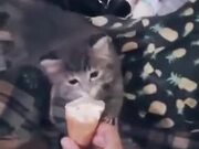 When This Kitten Loves A Food