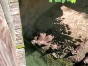 Otters Chasing A Big Butterfly
