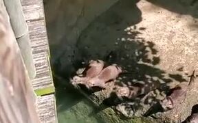 Otters Chasing A Big Butterfly - Animals - VIDEOTIME.COM